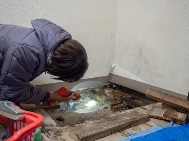 Best Mold Damage Restoration  in Mertzon, TX
