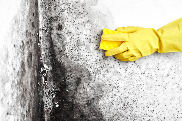 Best Real Estate Mold Inspection  in Mertzon, TX