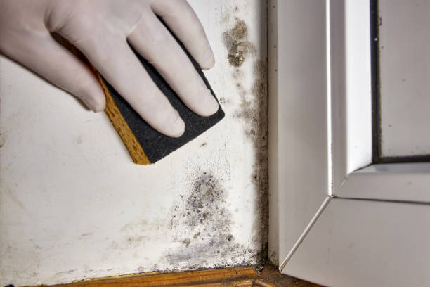 Best Black Mold Removal  in Mertzon, TX